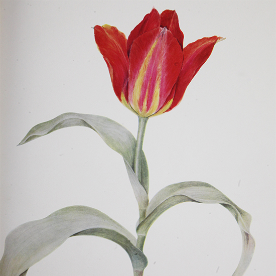 Dykes, W.R. - Notes on Tulip Species,